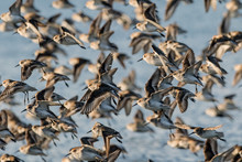 Large Group Of Flying Sandpipers