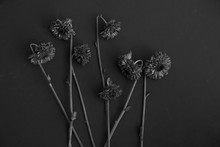 Black And White Dried Dead Mum Flowers On Dark Background.  