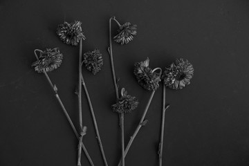 Black and white dried dead Mum flowers on dark background.  