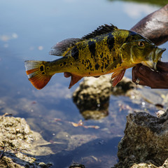 Wall Mural - Exotic Peacock Bass