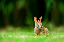 Eastern Cottontail Rabbit (Sylvilagus Floridanus) In British Columbia, Canada