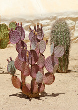 Purple Prickly Pear Cactus In A Southern Arizona Garden