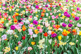 Fototapeta Tulipany - Closeup of multi-colored tulips in hitachi seaside park