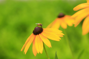 Yellow chrysanthemum, in the garden