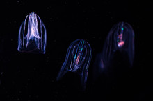 Luminous Jellyfish With Dark Background