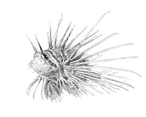 drawing of lionfish on white background