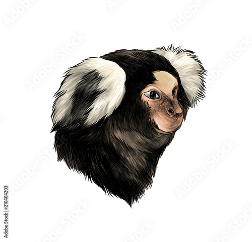 Monkey Head In Profile Sketch Vector Graphics Color Illustration