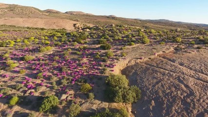 Canvas Print - Low flying aerial view of the annual wild flowers of Namaqualand, Northern Cape, South Africa