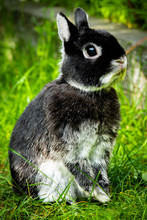 Portrait Of A Netherland Dwarf Rabbit, The Smallest Breed Of Rabbits. This Adult Male Weights Less Than 900 Gram. 