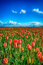 Budding And Blooming Red Tulips On A Large Dutch Field