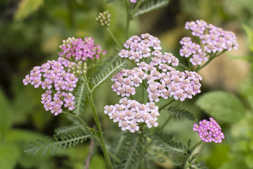 Wall Mural - Pink yarrow flower outdoors.