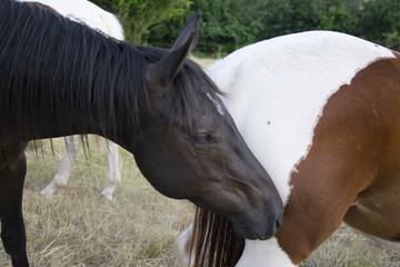 two horses