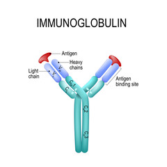 Wall Mural - Structure of the Antibody molecule. IgE and Antigen.