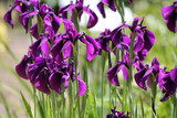 Iris ensata, Iris, Japanese iris, Japanese, water iris, flora, plant, flower, bloom, blooming, violet, lilac, purple, summer, garden, ornamental, flowering, blooming, group