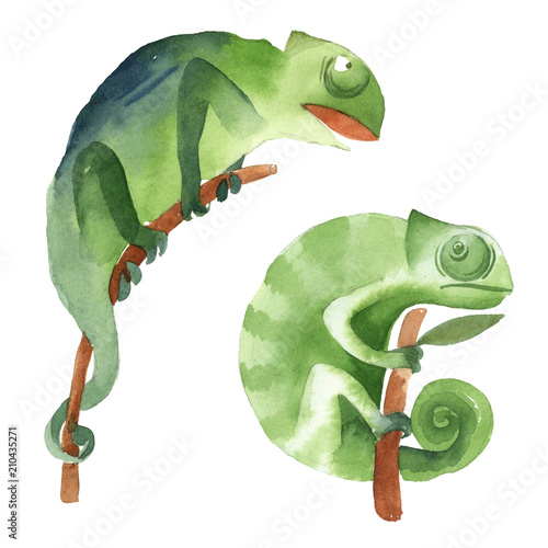 Set of two simple green chameleons sitting on the branch