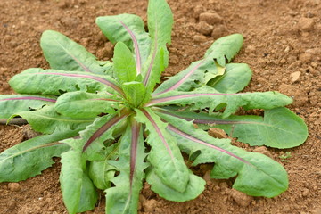 Poster - Chicory seedlings