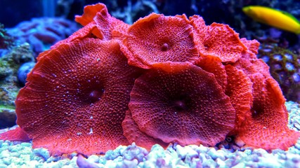 Red mushroom coral colony in the reef aquarium tank 