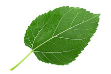Mulberry Leaf Isolated
