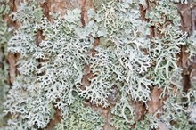 Lichens In Macro View