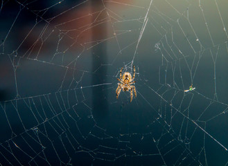 Spider