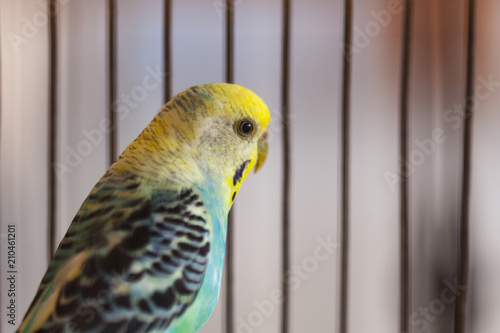 Fényképezés Funny Budgerigar. Budgie parrot sitting in birdcage