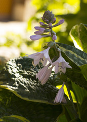 Wall Mural - White flower hosts in garden. Close-up