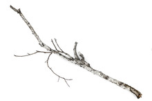 Dry Tree Branch Isolated On White Background.