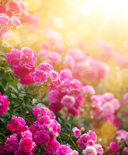 Spring Or Summer Floral Background; Pink Rose Flower Against The Sunset Sky