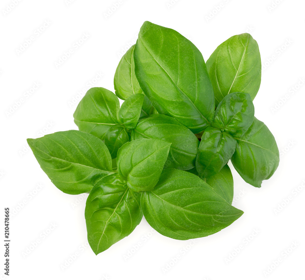 Fresh green leaves of basil isolated on white background top view. - obrazy, fototapety, plakaty 