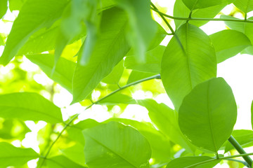 Wall Mural - green leaf background and sunlight with bokeh, spring season.