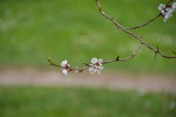 Sticker - tree spring sakura cherry blossom pink flower japan garden macro