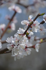 Canvas Print - tree spring sakura cherry blossom pink flower japan garden macro