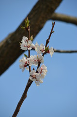 Poster - spring sakura cherry blossom pink flower japan garden macro