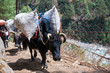 yak and buffalo carry baggage and appliances on the mountain