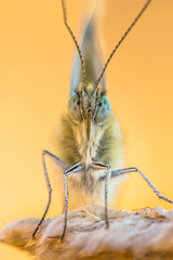 Canvas Print - Frontal close up of Butterfly Bath white