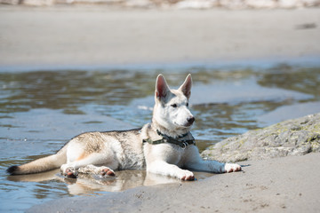  Dog relaxing on beach