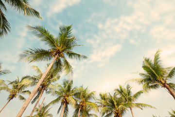 Wall Mural - Palm tree on tropical beach with blue sky and sunlight in summer, uprisen angle. vintage instagram filter effect