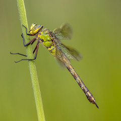 Poster - Female Emperor dragonfly