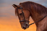 Fototapeta Konie - Horse portrait at sunset