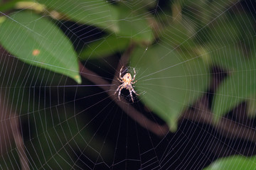 Middle Web