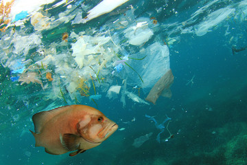 Fish and plastic pollution in sea. Microplastics contaminate seafood.   