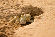 Sand Crab In The Hole