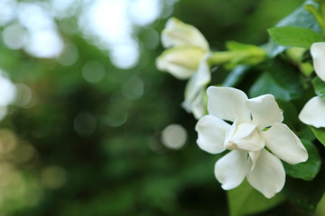 Wall Mural - white gardenia jasminoides flowers (cape jasmine) with freshness water drop on petal with blurred gr