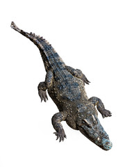 Wall Mural - Crocodiles on white background with clipping path.