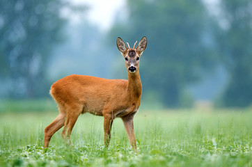 Wall Mural - Young roe buck standing in a field