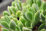 Fototapeta  - Succulent Plants - Cotyledon tomentosa