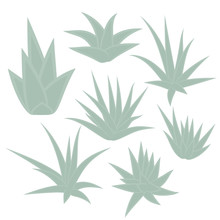 Aloe Vera, Succulent Plant, Flower Set Isolated On White Background. Vector Illustration.