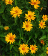 Panoramic image of yellow daisies in the garden. 