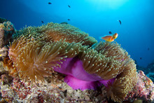 Coral Reef With Anemone And Clownfish In Palau, Micronesia