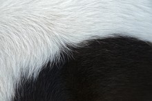 Black And White Fur Background : Closeup